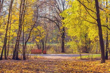 View of the autumn park at day time,の写真素材