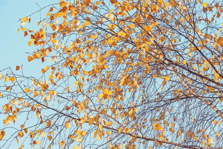 Yellow leaves of birch tree on blue sky background.の写真素材
