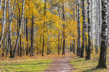 View of the autumn birch tree grove at day time.の写真素材