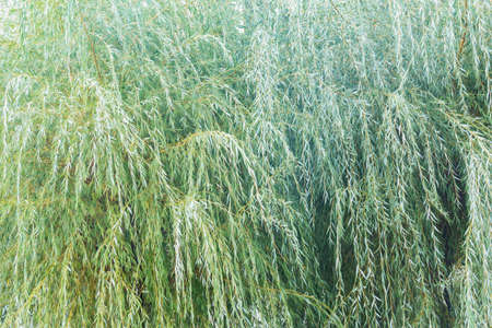 Green plants of willow in the garden.の写真素材