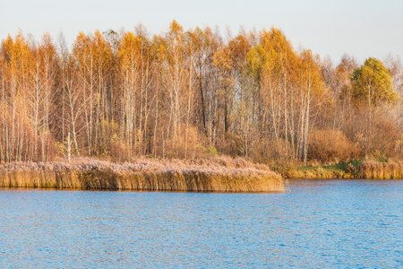 Birch trees by the lake at sunset. Russia.の写真素材