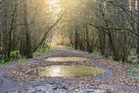 Dirty road in the autumn forest at sunset time.の写真素材