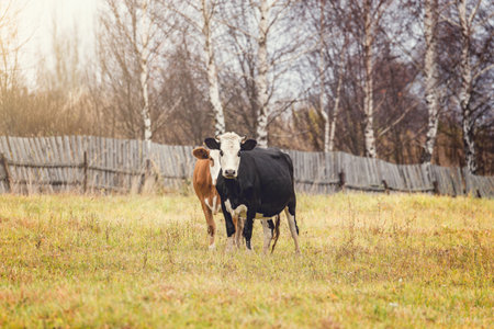 Pair of cows on the meadow by the wooden fence at autumn day time.の写真素材