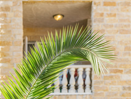 Palm tree branch in the hotel garden.の写真素材