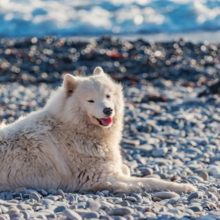 White dog on the seashore at sunset.の写真素材