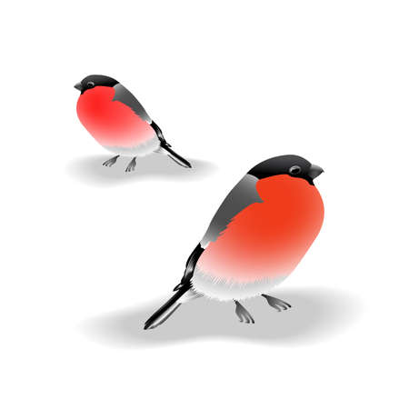 Bullfinches isolated on white background. Vector illustration.のイラスト素材
