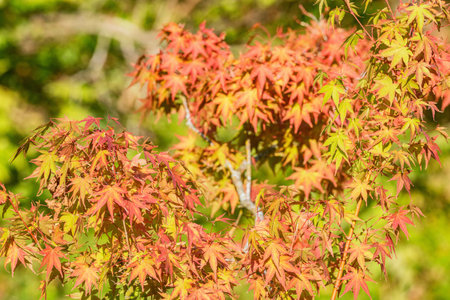 Tree leaves in the city park at autumn day time.の写真素材