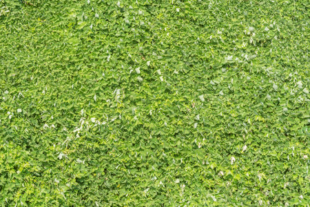 Green plants in the summer city park.の写真素材