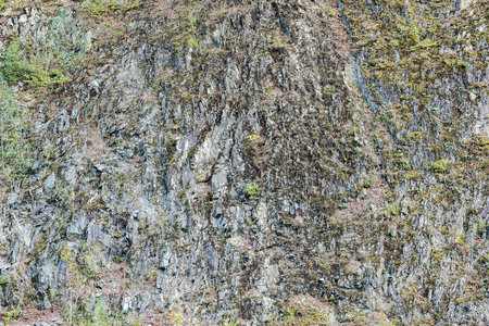 Moss and plants on the gray cliff background.の写真素材