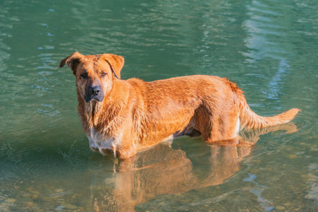 Dog stands in the water of the river.の写真素材