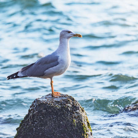 Seagull on the stone on the sea baclground.の写真素材