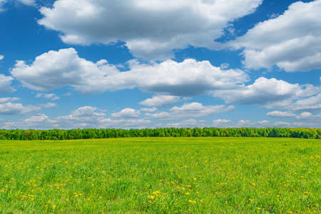Meadow with dandelion flowers at hot day summer time.の写真素材