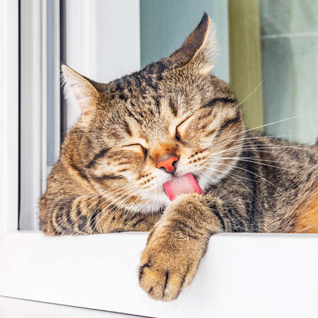 Cat licks himself by the window at home.の写真素材