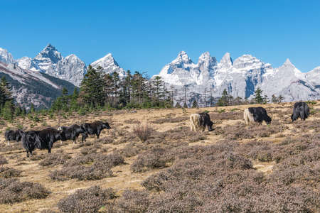 White and black yaks in alpine mountains. Himalayan big yaks near Lijiang. Yunnan province. China.の写真素材