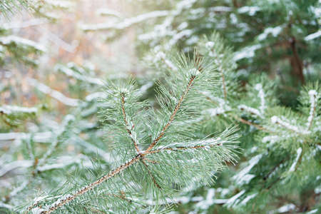 Water drops and snow on the pine tree branches