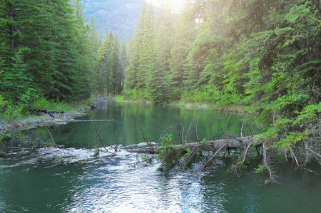 Creek in the forest at sunset. Banff National Park. Alberta. Canada.の写真素材