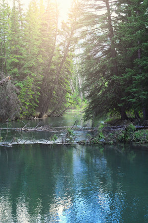 Creek in the forest at sunset. Banff National Park. Alberta. Canada.の写真素材