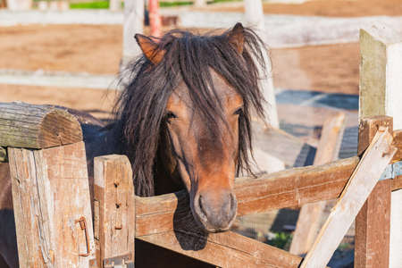 Head of the horse in the private stable.の写真素材