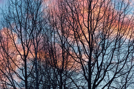 Tree branches on colorful sky background at sunset.の写真素材