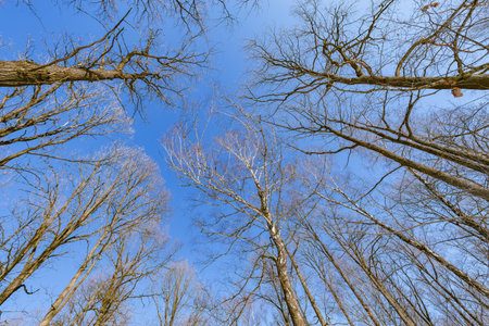 Tree branches without leaves on blue sky background.の写真素材