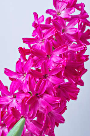 Pink flowers of Hyacinth on white background.の写真素材