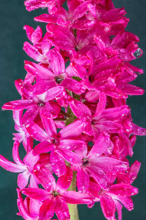 Pink flowers of Hyacinth on dark background.の写真素材