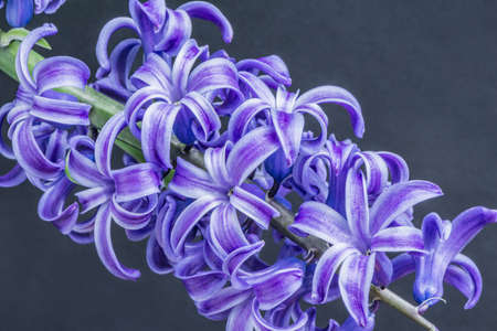 Violet flowers of Hyacnthus on gray background.の写真素材