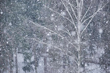 Blurred image os snowfall on the birch tree branches background.の写真素材