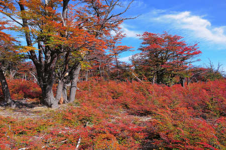 Forest at autumn day. Los Glaciares National park. Argentina.の写真素材