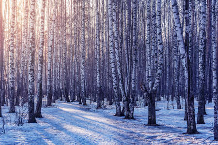 Birch tree grove at early spring sunset time.の写真素材