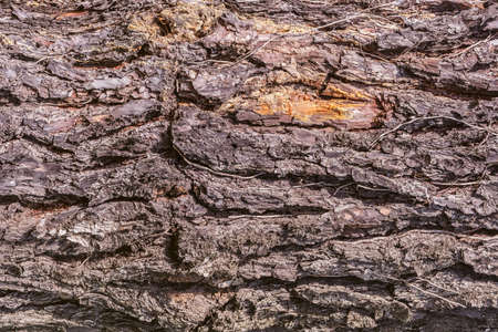 Tree bark texture. Surface of the old tree trunk.