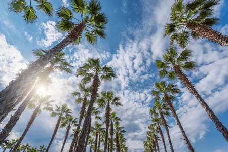 Palm trees in the city park by the beach.