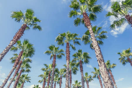 Palm trees in the city park.の写真素材