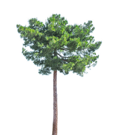 Tall pine tree isolated on white background.の写真素材
