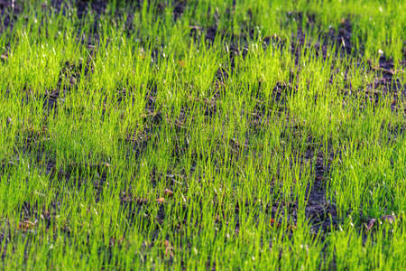 Green grass background at sunny evening.の写真素材