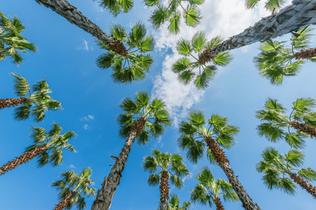 Palm trees in the city park by the beach.の写真素材