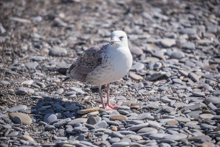 Seagull walks on the sea shore at evening time.の写真素材