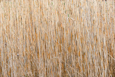 Dry plants background on the spring meadow.の写真素材