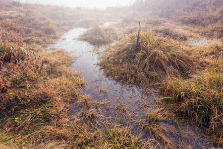 Puddle on the grass at autumn morning time.の写真素材