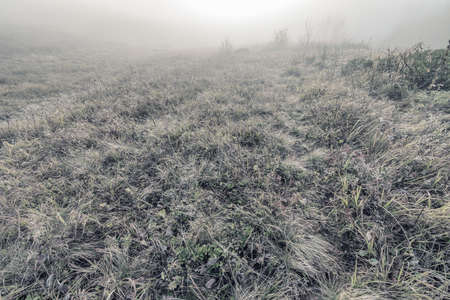 Grass at autumn morning time. Caucasus. Russia.の写真素材