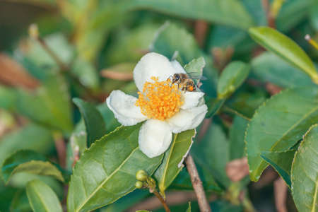 Bee on the tea flower at sunny day.の写真素材