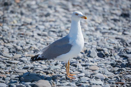 Seagull walks on the sea shore at evening time.の写真素材