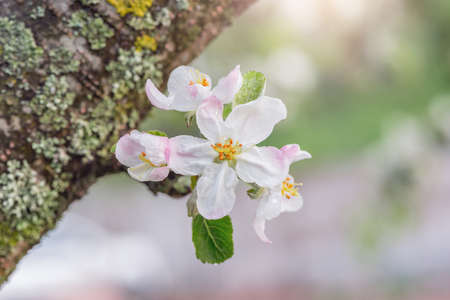 Blossoming apple branches with white flowers at sunset.の写真素材