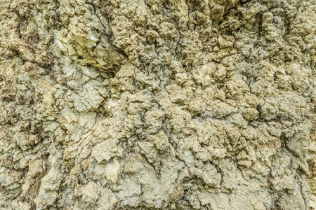 Colorful tree bark texture. Surface of the old tree trunk.の写真素材