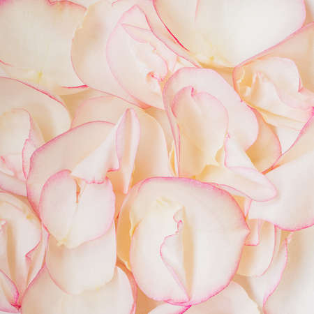 Colorful petals of rose. Natural colorful background.の写真素材