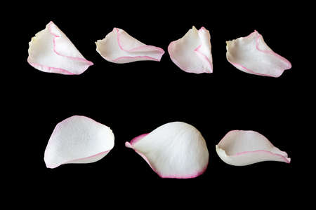 Colorful petals isolated on black background.の写真素材