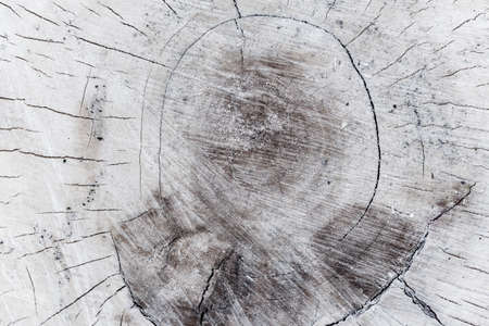 Slice of the wood timber natural background.