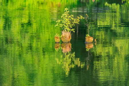 Birch trees and grass on the small stumps above the forest lake surface.の写真素材
