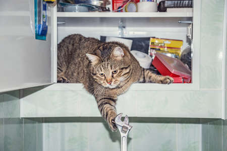 Male cat inside of the tool cabinet touches adjustable wrench.の写真素材