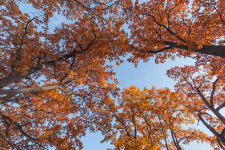 Oak tree branches at autumn morning time.